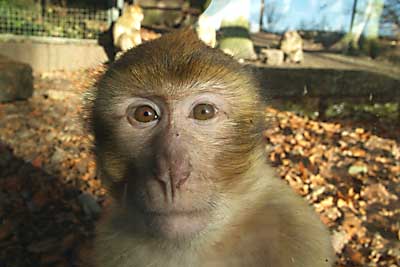 Aachener Zoo Aachener-Zoo-Berberaffe-002